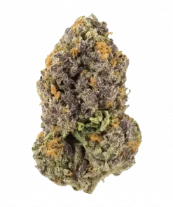 ZAKURA, benzersiz meyve aroması ve yüksek THC içeriğiyle bilinen Indica baskın bir türdür. Depresyon ve uykusuzluğa iyi gelir. Etkilerini keşfedin.