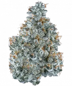 Zallah Bread, yakıtımsı aroması ve yüksek THC içeriğiyle bilinen Indica baskın bir türdür. DNA Genetics imzalı bu özel türü keşfedin ve özelliklerini görüntüleyin.