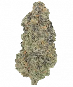 Zamarelo, tatlı ve ekşi tropikal aromalarıyla öne çıkan dengeli bir hibrit türüdür. 'e varan THC içeriğiyle stresi azaltır. Bu eşsiz türü keşfedin.