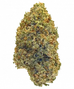 Zamoza, tropikal şekerleme aroması ve yüksek THC içeriğiyle öne çıkan dengeli bir hibrit türdür. Genetik yapısını ve potansiyel faydalarını keşfedin.