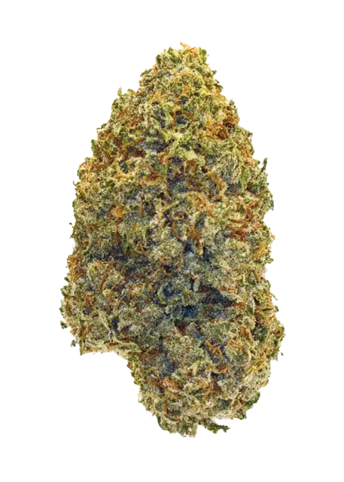 Zamoza, tropikal şekerleme aroması ve yüksek THC içeriğiyle öne çıkan dengeli bir hibrit türdür. Genetik yapısını ve potansiyel faydalarını keşfedin.