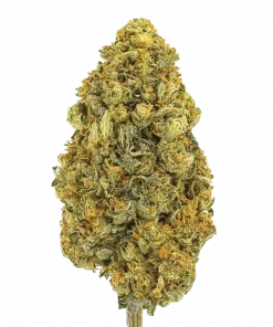 Zangria Funk, tatlı meyve aromaları ve THC ile öne çıkan Indica baskın bir türdür. Odaklanmayı artıran etkileriyle dikkat çeker. Özelliklerini keşfedin.