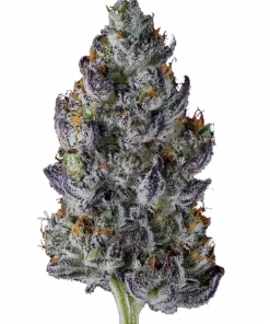 Zangria S1, tatlı meyve ve yakıtımsı notalarıyla öne çıkan Indica baskın türdür. Yüksek reçine üretimiyle bilinir. Bu eşsiz türü keşfedin.