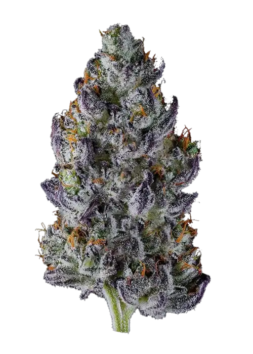 Zangria S1, tatlı meyve ve yakıtımsı notalarıyla öne çıkan Indica baskın türdür. Yüksek reçine üretimiyle bilinir. Bu eşsiz türü keşfedin.