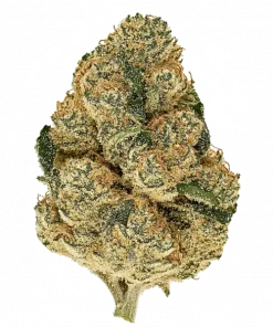 Zantasia, yakıtımsı ve meyvemsi aromalarıyla öne çıkan Indica dominant bir türdür. THC ile derin rahatlama sağlar. Etkilerini keşfedin.