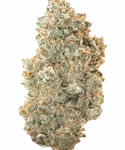 Zawtzet, tropikal aromaları ve yüksek THC içeriğiyle öne çıkan dengeli bir hibrit türdür. Canlandırıcı etkileriyle bilinir. Genetik yapısını keşfedin.