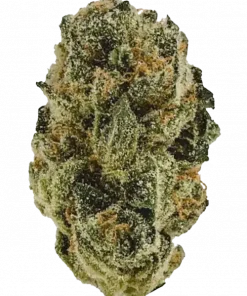 ZaZa, sert yakıtımsı aroması ve yüksek THC içeriğiyle öne çıkan Indica dominant bir türdür. Derin rahatlama sağlayan bu özel türü keşfedin.