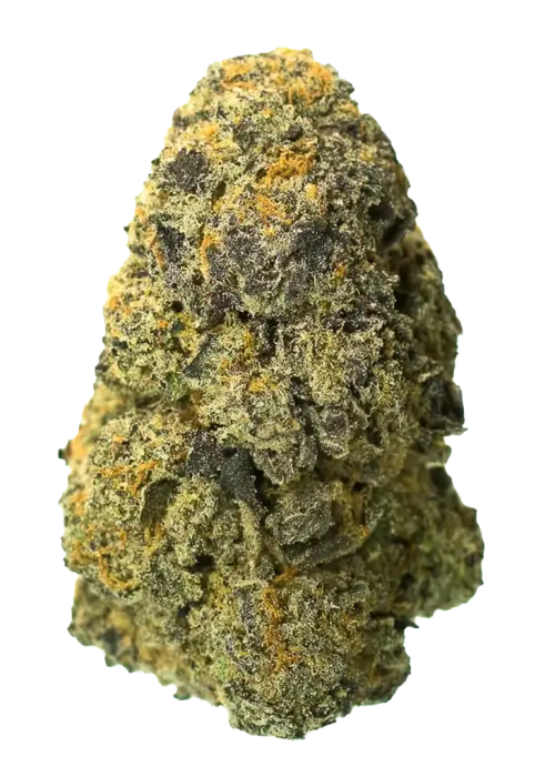 Zazaya, tropikal meyve aromaları ve rahatlatıcı etkileriyle bilinen Indica dominant bir türdür. Yüksek reçine üretimiyle öne çıkar. Özelliklerini keşfedin.