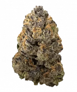 Zazooka, tatlı meyve aromaları ve yüksek THC içeriğiyle öne çıkan Indica dominant bir türdür. Dengeli etkilerini ve genetik yapısını keşfedin.