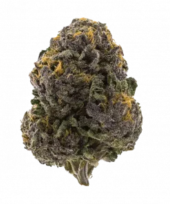 ZBX2, sert yakıtımsı aroması ve THC içeriğiyle öne çıkan Indica dominant bir türdür. Mutluluk ve rahatlama etkileri için ZBX2 genetiğini keşfedin.