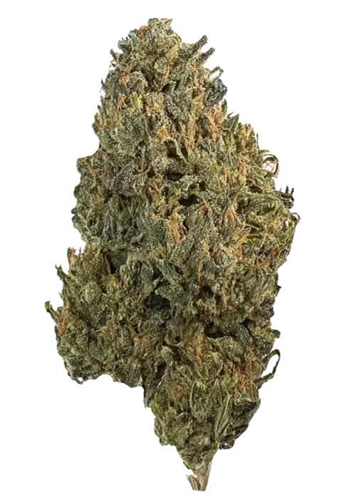 Ze Chem, tropikal aromaları ve dengeli etkisiyle öne çıkan sativa baskın bir türdür. Yüksek verimi ve benzersiz özelliklerini keşfedin.