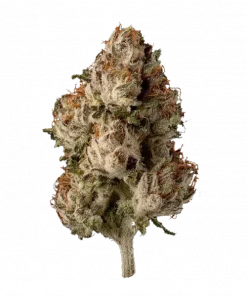 Zebra Ztripez, tropikal meyve aromaları ve THC oranıyla öne çıkan Indica baskın bir türdür. Yaratıcılığı artıran bu eşsiz türü keşfedin.