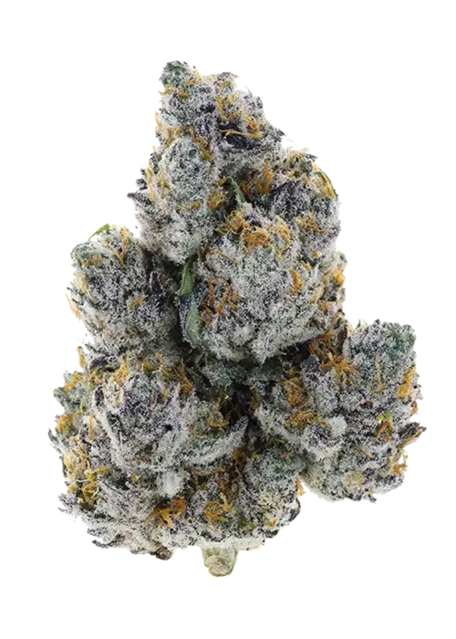 Zeclair, vanilya aroması ve THC oranıyla öne çıkan dengeli bir hibrit türdür. Yüksek THC'li bu türün genetik yapısını ve etkilerini keşfedin.