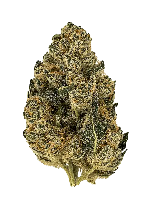 Zelatti, yakıtımsı ve meyvemsi aromalarıyla öne çıkan Indica dominant bir türdür. Orta seviyedeki THC içeriğiyle dengeli bir deneyim sunar. Özelliklerini keşfedin.