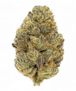 Zeltzer, yakıtımsı aroması ve THC içeriğiyle öne çıkan Indica baskın hibrit türdür. Canlandırıcı etkileriyle bilinen bu türü keşfedin.