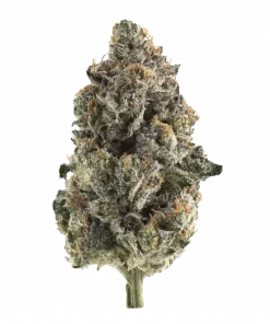 Zesty Sherb, tropikal aromaları ve THC içeriğiyle öne çıkan Indica baskın bir türdür. Anksiyete ve ağrılarınız için ideal. Etkilerini keşfedin.