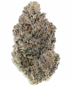 Zhampagne, tatlı aroması, yakıtımsı notaları ve dengeli etkisiyle öne çıkan hibrit bir türdür. Hızlı çiçeklenme süresiyle dikkat çeker. Özelliklerini keşfedin.