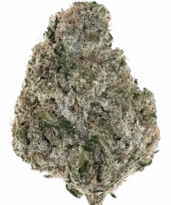 Zillions, tatlı meyve aromaları ve yüksek THC içeriğiyle öne çıkan Indica dominant bir türdür. Barney's Farm'ın bu özel genetiğini keşfedin ve özelliklerini görüntüleyin.