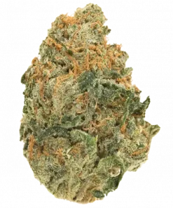 Zkittalicious, tatlı tropikal aromaları ve rahatlatıcı etkileriyle bilinen indica dominant bir türdür. Yüksek verimli genetik yapısını keşfedin ve detaylıca görüntüleyin.