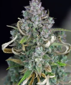 Zkittlez Auto Fem Esrar Tohumu (Seedsman)