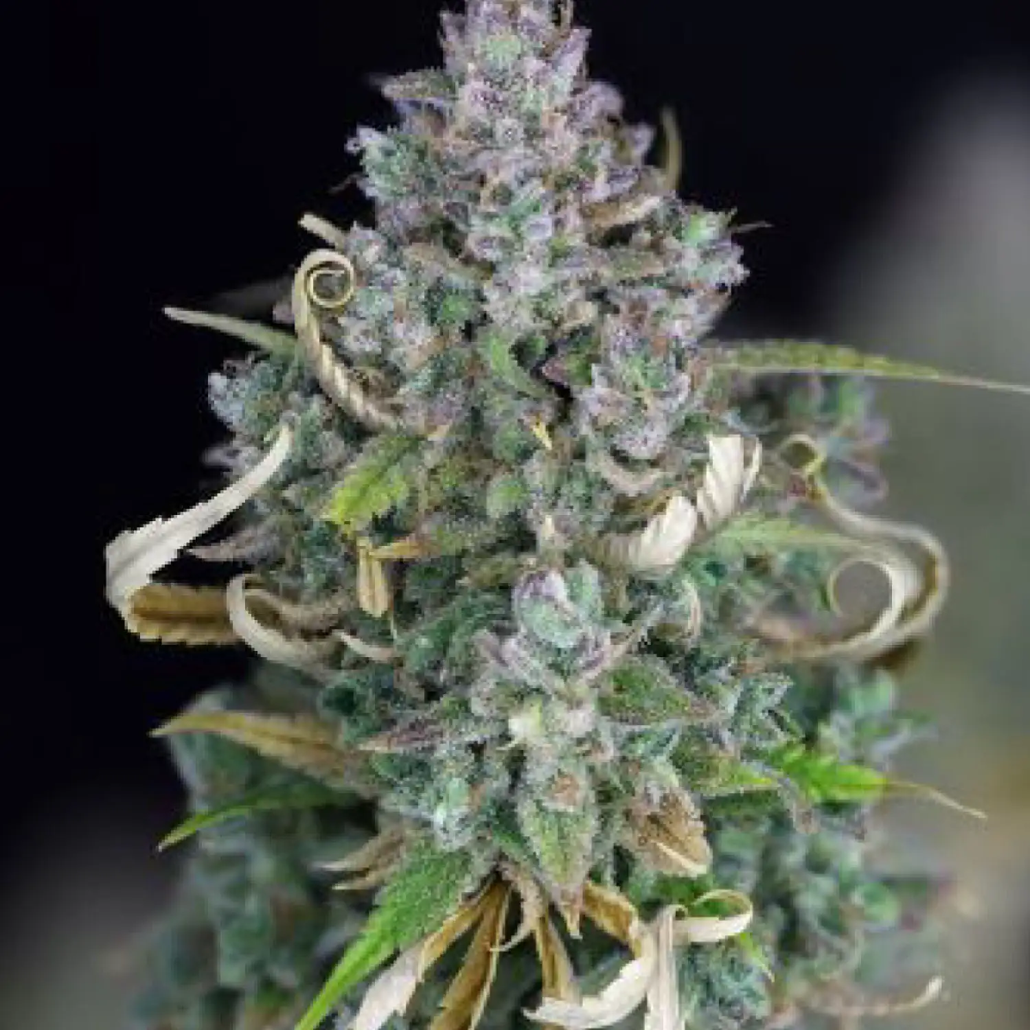 Zkittlez Auto Fem Esrar Tohumu (Seedsman)
