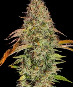 Zkittlez OG Auto Fem Esrar Tohumu (Barney's Farm)