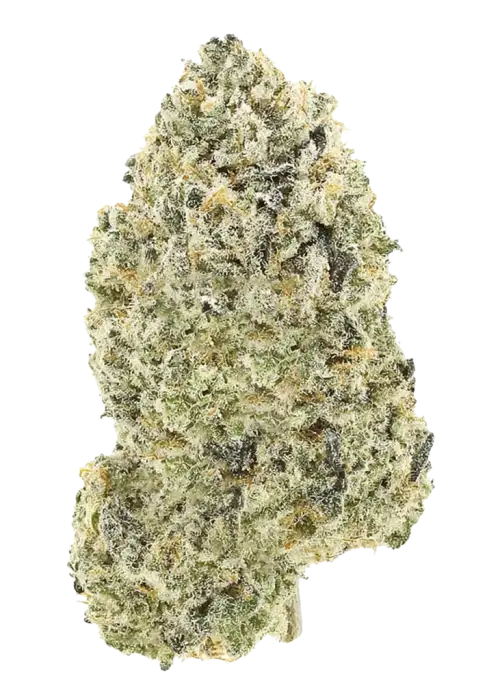 ZMO, yakıtımsı ve meyveli aromasıyla öne çıkan Indica dominant bir türdür. Uykusuzluk ve ağrı için ideal. ZMO'nun eşsiz genetik yapısını keşfedin ve etkilerini görüntüleyin.