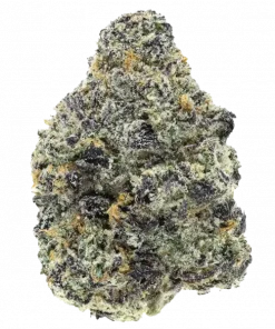 Zoasty, kremsi narenciye aroması ve rahatlatıcı etkisiyle öne çıkan dengeli bir türdür. Stres ve kaygıyı hafifletmek için ideal. Tüm genetik özelliklerini keşfedin.