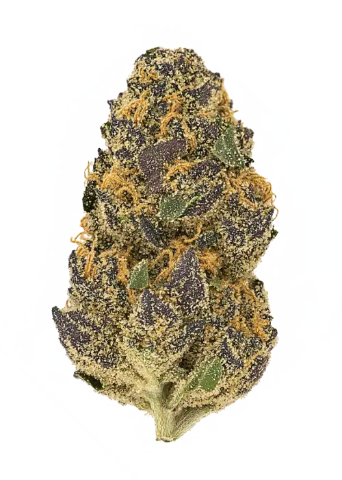 Zodashi, tatlı ve ekşi aromaları ile öne çıkan, yüksek THC'li Indica dominant bir türdür. Yaratıcılığı tetikleyen bu eşsiz türün genetik yapısını keşfedin.