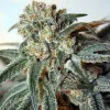 Zombie Kush Feminized Esrar Tohumu (Ripper Seeds)