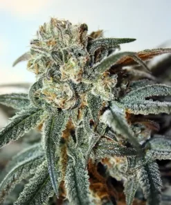 Zombie Kush Feminized Esrar Tohumu (Ripper Seeds)