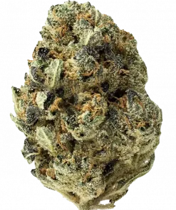 Zookies, biberli ve yakıtımsı aromasıyla öne çıkan dengeli bir hibrit türdür. Ağrı ve depresyon için ideal. Zookies'in genetik yapısını keşfedin.