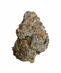 Zoonami, yakıtımsı ve meyvemsi notalarıyla öne çıkan Indica dominant bir türdür. Öforik etkileri ve genetik yapısını keşfedin. Hemen görüntüleyin.