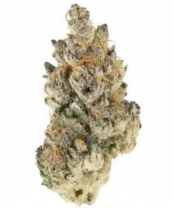 Zour Banana Berries, tatlı çilek aroması ve dengeli etkileriyle öne çıkan bir hibrit türdür. Anksiyete ve stres için ideal. Genetik yapısını keşfedin.