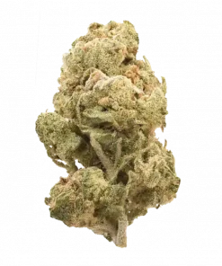 Zour Zuava, tatlı meyve aromaları ve yüksek THC içeriğiyle bilinen Indica baskın bir türdür. Depresyon ve uykusuzluğa iyi gelir. Etkilerini keşfedin.