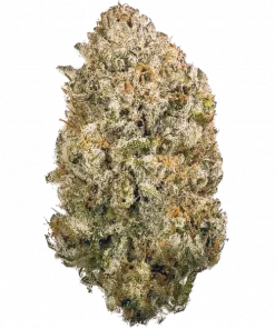 ZourZ, tropikal aromaları ve rahatlatıcı etkisiyle öne çıkan dengeli bir hibrit türdür. Stres ve uykusuzluğa iyi gelir. ZourZ'un genetik yapısını keşfedin.