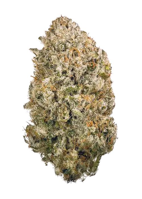 ZourZ, tropikal aromaları ve rahatlatıcı etkisiyle öne çıkan dengeli bir hibrit türdür. Stres ve uykusuzluğa iyi gelir. ZourZ'un genetik yapısını keşfedin.