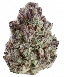 Zowah, tatlı tropikal aroması ve dengeli etkileriyle öne çıkan bir indica türüdür. Zkittlez genetiğiyle gelen bu eşsiz türü keşfedin ve özelliklerini görüntüleyin.