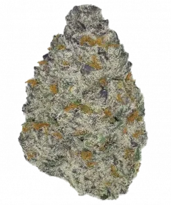 Zoy, böğürtlen aromaları ve 'e varan THC içeriğiyle öne çıkan bir hibrit türdür. Güçlü etkilerini ve genetik yapısını keşfetmek için hemen görüntüleyin.