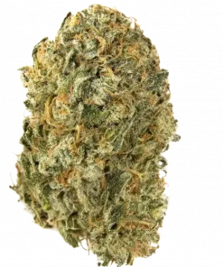 ZOZ, toprak ve çam aromalarıyla öne çıkan dengeli bir hibrit türdür. Stres ve ağrı yönetimine yardımcı olabilir. ZOZ'un eşsiz genetik yapısını keşfedin.