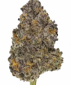 Zticky Zunzet, tatlı meyve aromaları ve dengeli hibrit etkisiyle öne çıkan indica dominant bir türdür. Eşsiz genetik yapısını keşfedin ve özelliklerini görüntüleyin.