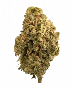 Ztrawbanger, tatlı çilek aroması ve dengeli etkisiyle öne çıkan Indica baskın bir türdür. Yaratıcılığı artıran bu eşsiz türün genetik yapısını keşfedin.