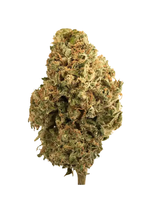 Ztrawbanger, tatlı çilek aroması ve dengeli etkisiyle öne çıkan Indica baskın bir türdür. Yaratıcılığı artıran bu eşsiz türün genetik yapısını keşfedin.