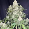 Ztrawberriez Auto Fem Esrar Tohumu (Fast Buds)