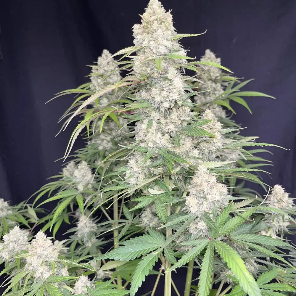 Ztrawberriez Auto Fem Esrar Tohumu (Fast Buds)