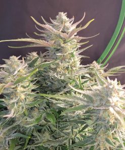 Ztrawberriez Auto Fem Esrar Tohumu (Fast Buds)