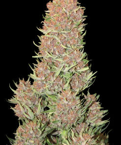 Ztrawberriez Auto Fem Esrar Tohumu (Fast Buds)