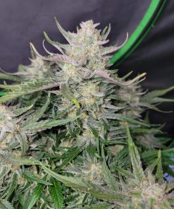 Ztrawberriez Auto Fem Esrar Tohumu (Fast Buds)
