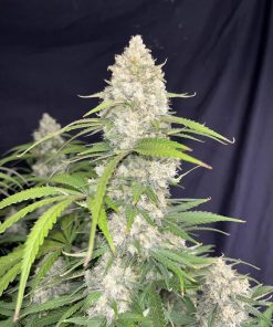 Ztrawberriez Auto Fem Esrar Tohumu (Fast Buds)