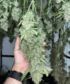 Ztrawberriez Auto Fem Esrar Tohumu (Fast Buds)